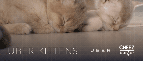 uber-kittens